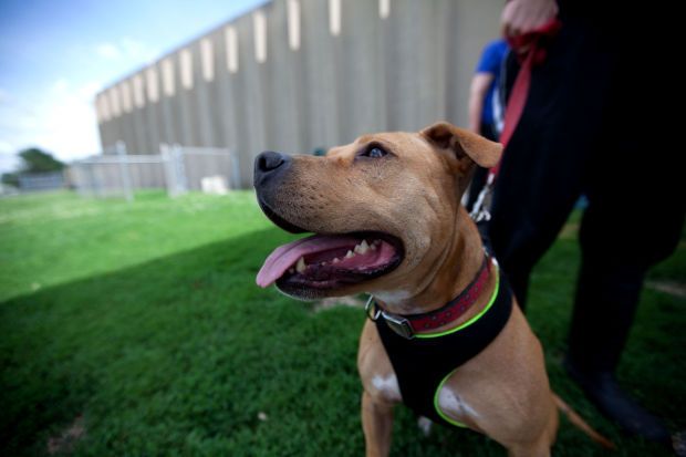 Show love to a homeless dog or cat.